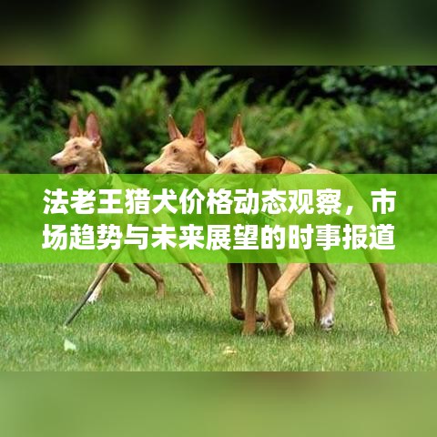 法老王猎犬价格动态观察,市场趋势与未来展望的时事报道
