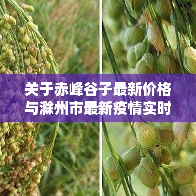 关于赤峰谷子最新价格与滁州市最新疫情实时动态的文章