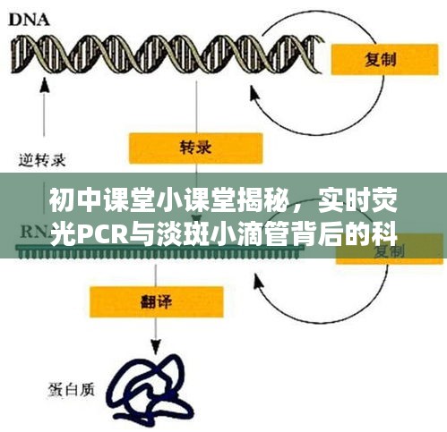 初中课堂小课堂揭秘,实时荧光PCR与淡斑小滴管背后的科技奥秘