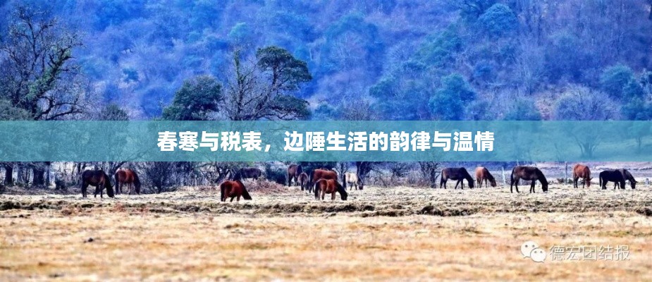 春寒与税表,边陲生活的韵律与温情