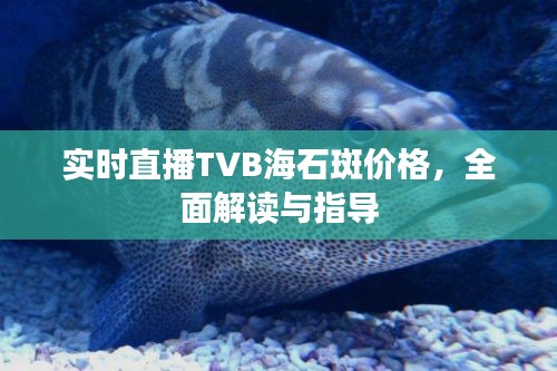实时直播TVB海石斑价格,全面解读与指导