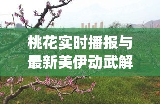 桃花实时播报与最新美伊动武解析