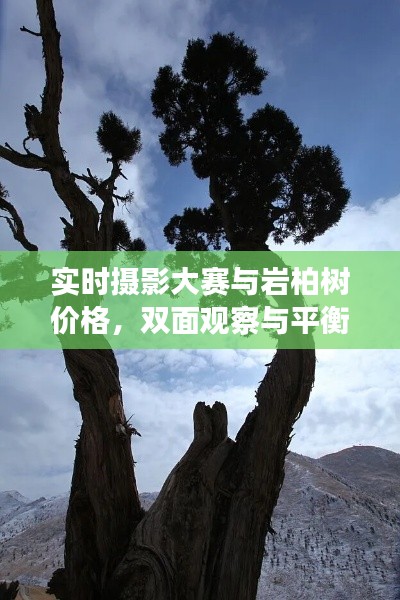 实时摄影大赛与岩柏树价格,双面观察与平衡观点探讨