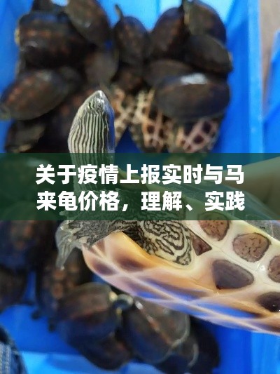 关于疫情上报实时与马来龟价格,理解、实践与防范虚假宣传