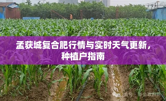 孟获城复合肥行情与实时天气更新,种植户指南