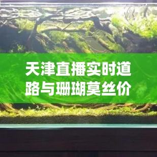 天津直播实时道路与珊瑚莫丝价格，全面解析与专家建议